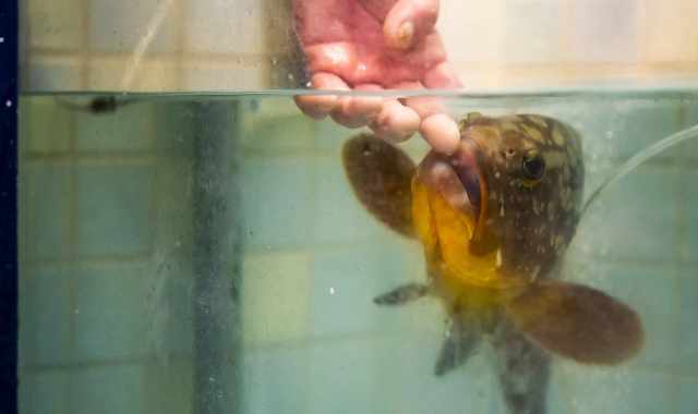 Bari, pescivendolo salva la vita a una cernia, la adotta e la chiama Elena